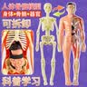 爸爸妈妈人体解剖器官内脏构造结构模型身体部分认知学生男女孩儿童玩具 实拍图