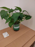 京东绿植绿萝盆栽除甲醛花卉绿植办公室新房净化空气 120款10盆源头直发 实拍图