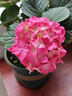 九千谷加仑花盆新高款1.8加仑树脂种菜盆居家绿植花盆22*22cm3个装8519 实拍图