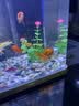 派乐特鱼缸底砂造景石头子五彩石溪流石水族箱龟缸多肉装饰彩色雨花五斤 实拍图
