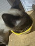 皇家暹罗成猫 SM38 通用粮 12月以上 2KG 实拍图