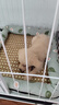 licheers猫狗窝凉席小型犬宠物猫咪睡垫夏季床垫泰迪中大型犬狗垫子 M号 实拍图