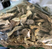 京鲜生云南鹿茸菇干货净重1斤 当季新货脆嫩爽口火锅煲汤小炒源头直发 实拍图