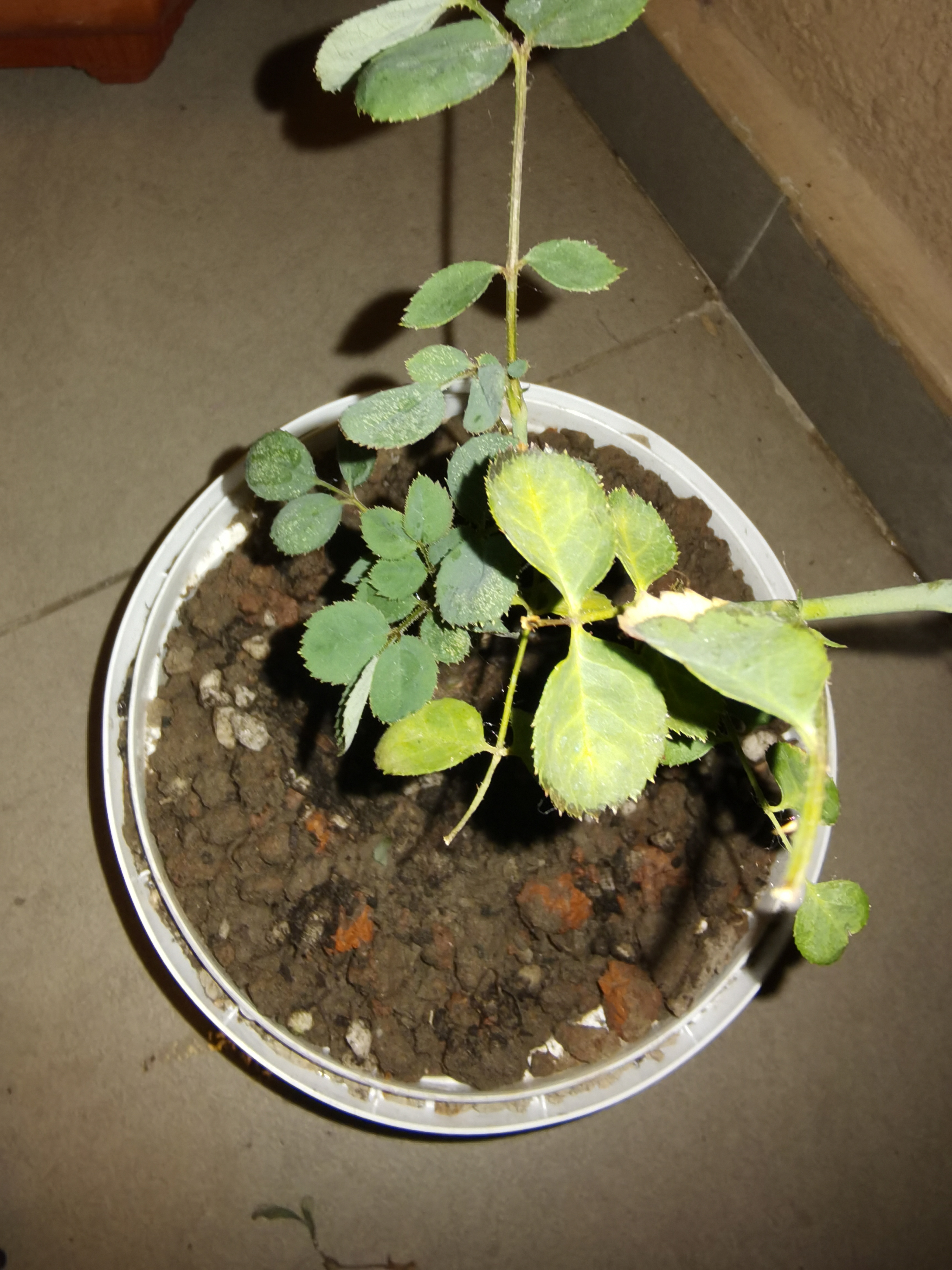 裕轩堂纯白色新款陶瓷花盆室内简约个性带托盘绿萝吊兰蝴蝶兰多肉盆桌面 63002草花 中号口径约14厘米 实拍图