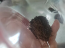 京东京造鲜来多 鸿运四大红茶500g金骏眉正山小种滇红祁门红茶叶礼盒送礼 实拍图