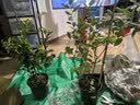 海蒂的花园蓝莓树果苗盆栽果树南方北方蓝莓幼苗发货阳台庭院地栽苗源头直发 实拍图