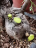 GERTHRON德国【冠军推荐】植物树木果树伤口愈合剂涂切口盆景果树苗木伤愈 专业植物树木伤口愈合剂 500g 1瓶 【热销爆款】促进树木伤口愈合 实拍图