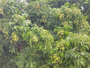 佳沛（zespri）新西兰 阳光金奇异果12粒特大果单果124-146g 猕猴桃水果礼盒 实拍图