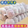 大蒜头出口品质网兜紫蒜蔬菜调料新鲜大果烧烤火锅食材 山东【精品网兜装】5斤装 净重2300g 实拍图