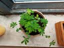 IAM City Farmer含羞草迷你盆栽幼儿园植物儿童种植小盆栽手工实验学生观察10026 实拍图