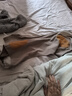 佰茹宏德绒护肩保暖肩周炎男女士坎肩睡觉专用护肩膀保护套非医用披肩套 棕色有领（带贴片） XL（140-170斤）可穿 晒单实拍图