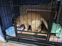 腆宠狗笼狗窝狗笼子大型犬中小型犬带厕所加粗方管家用宠物笼子围栏 实拍图