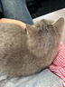 皇家宠物猫粮 幼猫猫粮K36-适用于12月龄50g*3 实拍图