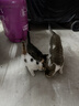京东京造 浓汤红肉猫罐头金枪鱼混合味85克*24罐 猫零食湿粮补水鱼肉罐 实拍图