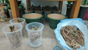 花沃里控根花盆带托盘 防烂根透气蝴蝶兰花盆栽种菜多肉塑料盆14口径3个 实拍图