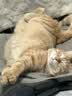 皇家成猫 户外成猫 O30 通用粮 12月以上 4KG 实拍图