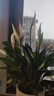 年宵花【热销款】白掌一帆风顺盆栽水培植物绿植过年装饰摆件年货 特级白掌带花+杏色提拉米苏盆 实拍图