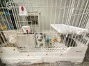 JKULNING宠物长短齿密齿排梳猫狗美容专用开结梳排梳去浮毛梳宠物店专用 实拍图
