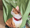 京东京造猫粮鸡肉味全价成猫粮10kg三文鱼肉营养美毛长肉质检流浪救助 实拍图