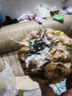 广东徐闻香水菠萝新鲜水果生鲜热带孕妇水果整箱包邮 【限时低价】1个装  净重650g起 实拍图