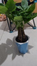 发财树盆栽鲜花绿植物办公室内吸甲醛绿萝文竹水培易养摆件盆景 三杆发财树+高档蓝色吸水盆 实拍图