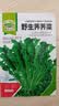 【农家菜园】白长茄子贝贝南瓜番茄重庆香菜天津青麻叶养生荠荠菜 【原装】养生荠荠菜约3000粒1包 实拍图