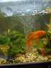 森森鱼缸增氧泵水族箱氧气泵LQE-100家用小型充氧泵4W单孔+全套配件 实拍图