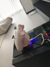 北通鲲鹏20无线游戏手柄AI智控双切扳机TMR震动蓝牙xbox类电脑PC手机steam电视NSswitch2体感深海迷航 实拍图