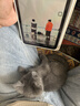 Apple/苹果【教育优惠】iPad mini (A17 Pro) 8.3英寸 平板电脑(256G WLAN版/mini7/MXNC3CH/A)蓝色 实拍图