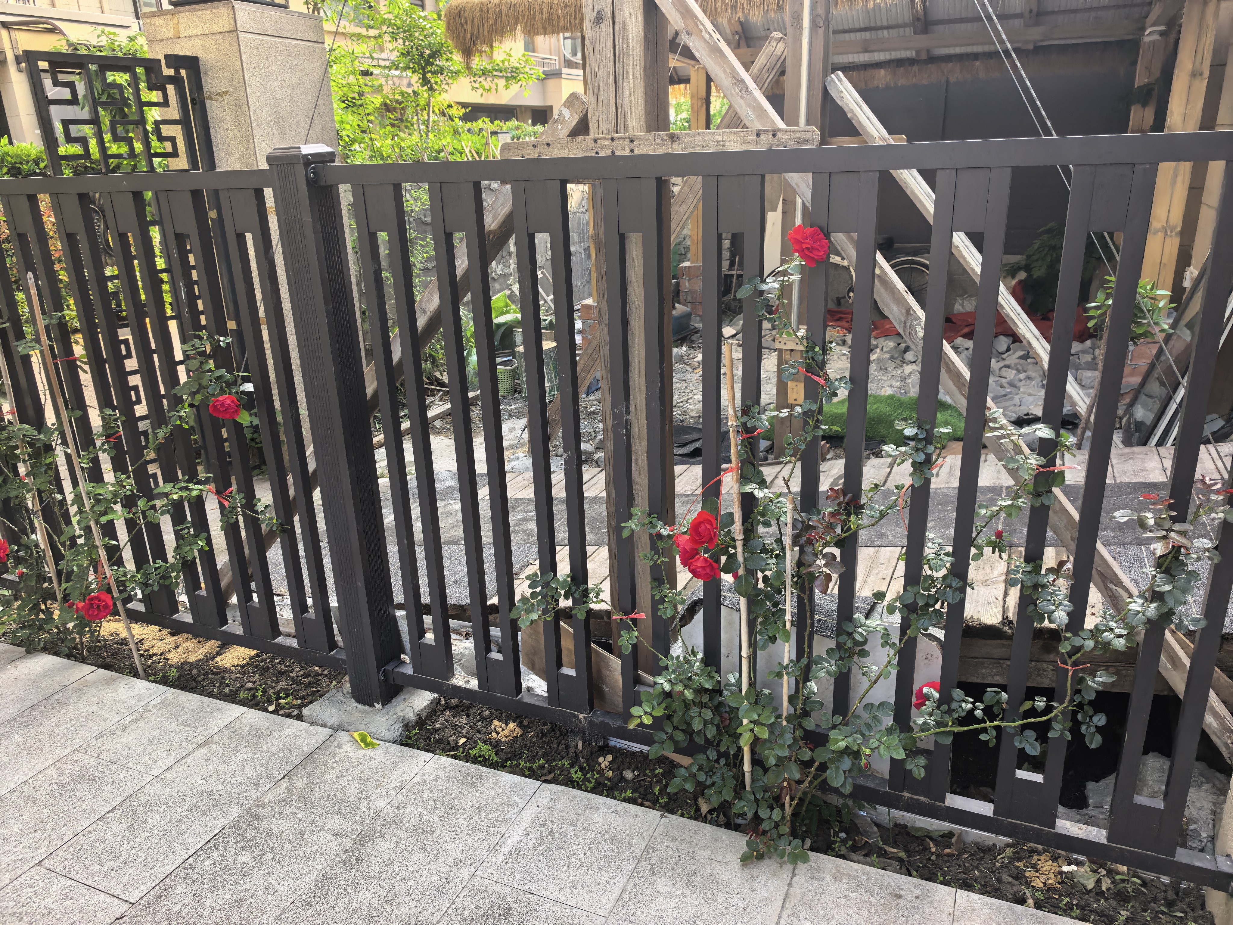 藤本月季爬藤大苗蔷薇花大苗特大花庭院爬墙植物四季开花浓香盆栽 蒂娜【150CM—160CM高发货】 实拍图