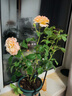 京云梦 欧月果汁阳台观花植物花卉四季开花月季果汁阳台+加仑盆源头直发 实拍图