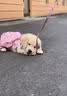 三条尾巴纯种金毛幼犬赛级家养宠物狗活体金毛犬成年犬成年大型金毛健康 黄色/金色 2026-08-01 花花 宠物级 金毛犬【视频选宠】 实拍图