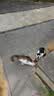 皇家猫粮 挑嘴成猫猫粮 肠道舒适 EP42通用粮12月以上10KG 实拍图