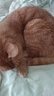 雷米高（RAMICAL）澳丽得 海洋鱼味猫粮海洋鱼味成猫幼猫粮猫粮 9kg 18斤 实拍图