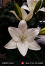 小米15Ultra 徕卡2亿超级长焦 6000mAh小米金沙江电池 金棕色 16+512 5g手机 实拍图