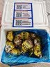鲜京采鲜活生蚝4XL 净重5斤 10-13只 鲜活到家 源头直发 海鲜牡蛎 乳山 实拍图