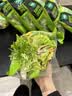 一号农场开袋即食田园风情沙拉120g*3油醋汁蔬菜沙拉轻食健身代餐源头直发 实拍图