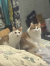 皇家成猫 室内长毛猫 ILH35 通用粮 1-7岁 4.5KG 实拍图
