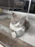 licheers猫狗窝凉席小型犬宠物猫咪睡垫夏季床垫泰迪中大型犬狗垫子 M号 实拍图