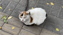 网易严选全价猫粮4.0 宠物主粮成幼猫无谷鲜肉美毛护肠胃 鸡鸭禽肉味10kg 实拍图