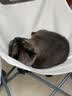 鼎伴悠抚3效pro升级款清敏猫粮减少猫毛过敏全价鼎半成幼主粮1.5kg 实拍图