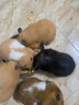 宠尚天仓鼠粮食鼠粮益生菌冻干金丝熊食物主食营养仓鼠粮食套餐自配粮食 益生菌冻干科配粮 15oz（约425g） 晒单实拍图