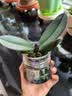 年宵花春节蝴蝶兰盆栽绿植花卉年货装饰过年四季开花大苗好养易活 紫美人---【包开花】送营养液2包 小苗不带花剑 实拍图