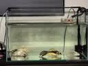 鱼缸黄水过滤清洁神器水族箱吸色片透水净水材料过滤器吸色纸 净水片【买20片送30片】50片装 实拍图