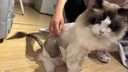 猫人（MiiOW）女士夏季安全防走光打底裤无痕防走光内裤蜜桃臀防夹裆短裤 1条装 实拍图