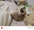 皇家幼猫猫粮 幼猫奶糕 K36 通用粮 4-12月 2KG 实拍图