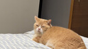 好主人（CARE） 无谷冻干幼猫成猫猫粮 全价通用粮 82%含肉量 1.6kg/3.2斤 实拍图