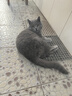 亿迪 冻干猫粮幼猫成猫10斤全价布偶蓝猫英短成年全阶段 实拍图