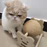 HELLOJOY逗猫咪玩具自嗨解闷猫抓板幼猫爪板小猫抓球耐抓不掉屑耐磨猫爬架 实拍图