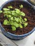 九千谷 花盆陶瓷蓝色星空阳台桌面摆件植物花卉透气带托盘3件套9232 实拍图